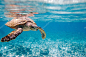 玳瑁海龟在印度洋的塞舌尔游泳