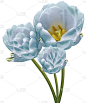 光蓝绿色的郁金香。花在白色孤立的背景..茎上的花。大自然。特写镜头花园的花。