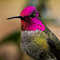 安氏蜂鸟（Anna’s Hummingbird）
