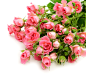 Roses_Pink_color_White_503104.jpg (5440×4692)