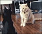 哎哟喂，我还没准备好。
#GIF#；#二货们#；#萌宠#；#喵星人#；#猫#；