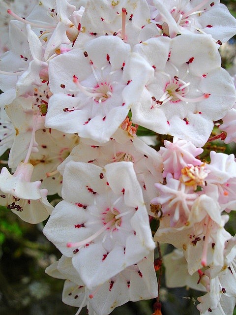 山月桂树开花  