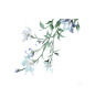 花 (14)