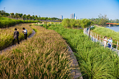 再别康桥~~~采集到观赏草景观