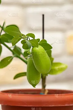 风景秀丽，一株枝头小柑橘的植物，澳大利亚的手指酸橙，长着成熟的绿色手指状水果和绿色的叶子。特写,有选