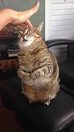 傻猫图片大全-傻猫高清好看的图片--花瓣1hUrphOZ的画板