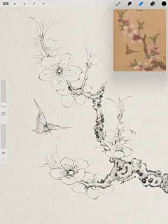 古风白描插画 iPad学习陈老莲的桃花朵朵开