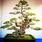 黄荆
