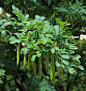 树锦鸡儿（Caragana arborescens Lam.）