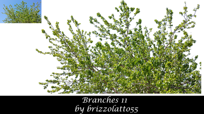 Branches 11 by Brizz...