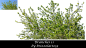 Branches 11 by Brizzolatto55