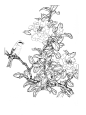 免扣白描工笔画花卉-茶花篇
