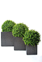 Topiary balls in pots. Premium quality artificial buxus ball set in a granite effect fibreglass cube planter. Suitable for outdoor use. Made in the UK.