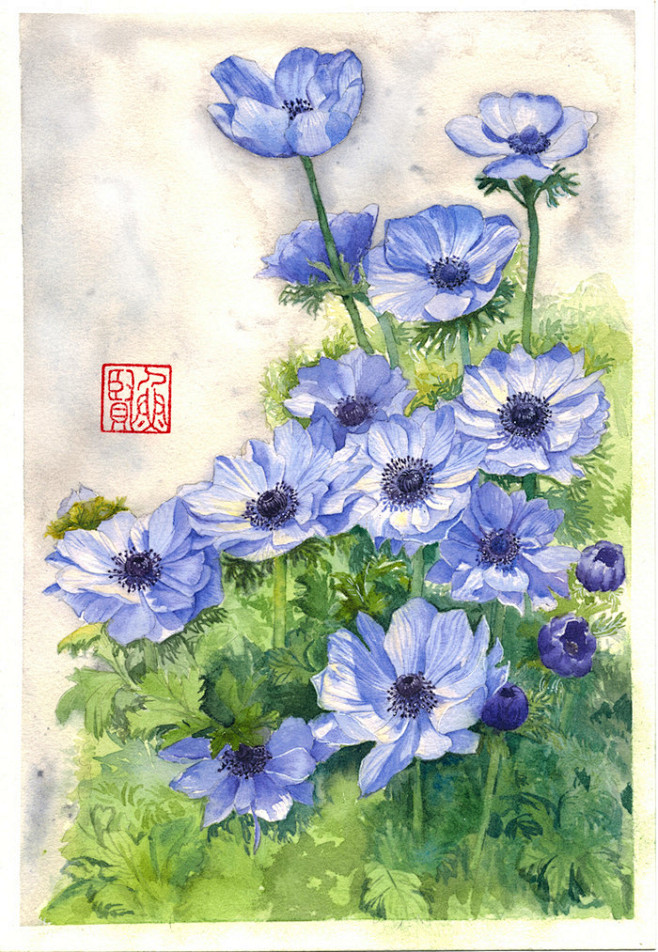 xiao野刺从寒晨微霜转采于2016-07-12 00:10:24银莲花-鱼贤手绘xiao野