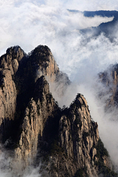 卡萨阿迪寄生虫采集到场景
