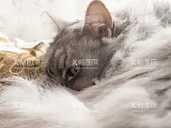 宠物猫   - 源文件下载【酷图网】宠物猫,小猫猫,喵,白猫,瞄,喵咪,可爱小猫,猫海报,小猫,宠物,可爱,咖啡猫,猫爪,猫咪,眼睛猫