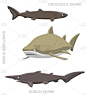 沙虎鲨设置卡通矢量插图