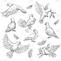 鸽子或鸽子素描孤立的鸟和平符号向量速写动物和橄榄枝飞行羽毛翅膀飞行羽毛植物小枝纯度象征性生物嘴和爪婚