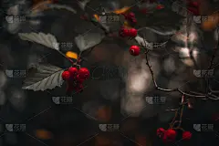 野生的红浆果生长在干燥的秋天树在模糊的秋天背景。秋季，季节的活植物在自然界。
