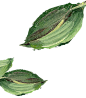 油画植物png (1)