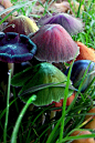 毒蘑菇有酸、辣、苦、麻和其他恶味；无毒蘑菇则一般无味。 #蘑菇#