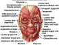 “face muscle”的图片搜索结果