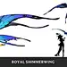 Royal Shimmerwing