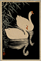Swans (date unknown) : See: bibliodyssey.blogspot.com/2011/06/japanese-woodblock-prin...
 #日本# #古代# #招贴画#