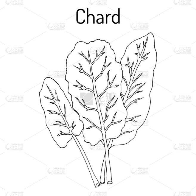 Ruby red chard 