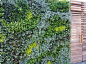 室外花园式植物墙<br/>真植物墙  绿植 室内植物 立体绿化墙 垂直绿化墙  绿植墙 防真植物墙