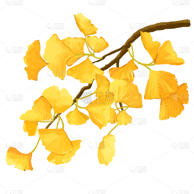 手绘-植物元素-枫叶