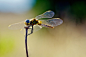 Photograph Dragonfly by Ricardo  Alves on 500px