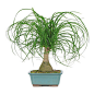 Brussel's Bonsai - Ponytail Palm Bonsai Tree - A low-maintenance ponytail palm makes the perfect housewarming gift. It's happy indoors in low light and doesn't require much watering or additional care. The showy greenery will brighten up any room without 