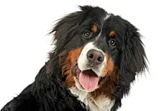 点击来源直接获取大图文件 |Bernese Mountain Dog portrait in the white photo studio