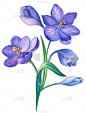 水彩插图与番红花或藏红花在白色的背景。一束紫色的花。