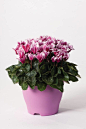 Cyclamen-persicum-Goblet-Shine-Wine-Red-9257-_30088_2.jpg (667×1000)