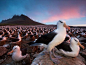 从福克兰群岛迁徙至南非过冬以后，黑眉信天翁与它们的交配对象在往年占据的巢穴团聚。