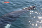 露脊鲸摄影图片素材