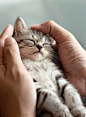 喵咪瞌睡很有爱 宠物摄影欣赏 猫 家庭摄影 宠物摄影 喵星人 可爱 