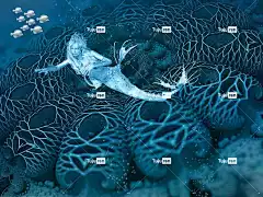 美人鱼 幻想 水 海 神秘 自然 警笛 鱼 神话 水下