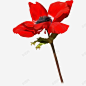 红色蔷薇花高清素材 png 页面网页 平面电商 创意素材 png素材