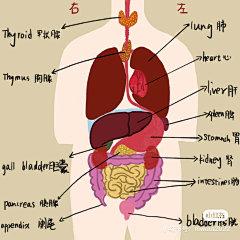 肖查某采集到插画-基础学习