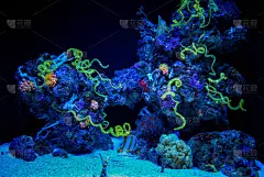 水族馆里漂亮的火虾