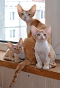 Devon Rex