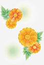 黄色菊花高清素材 免费下载 页面网页 平面电商 创意素材 png素材