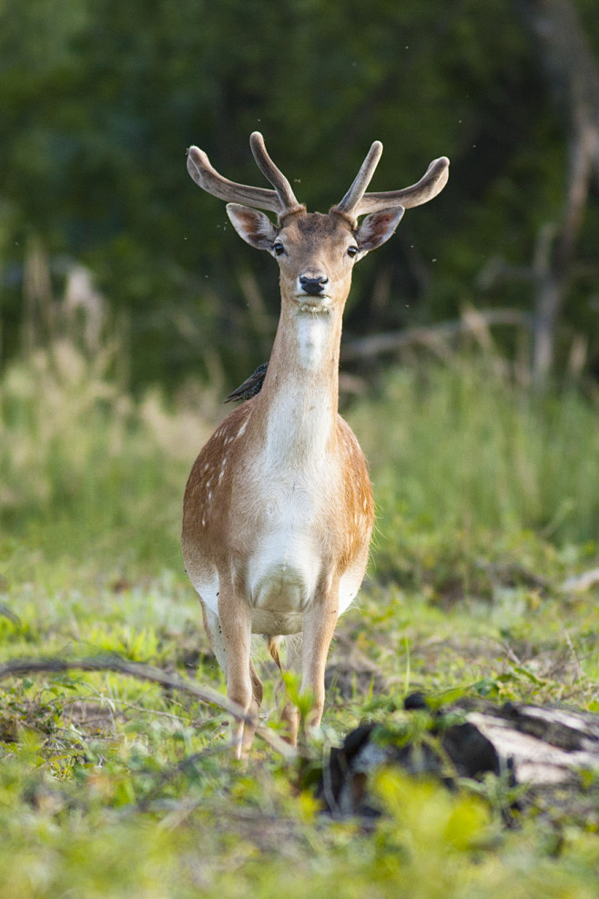 fallowdeerbyokigraphics