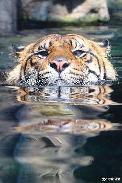 大猫游泳真的超级可爱了