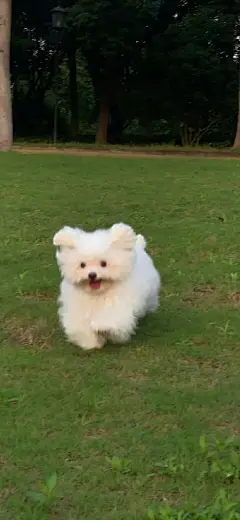 猫狗系列宠物壁纸来咯～高清自取哦 - 小红书