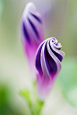 A beautiful flower & garden / Purple bud #摄影师# #美景#