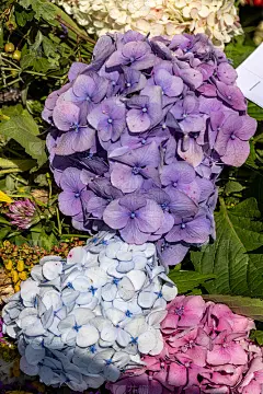 传统的花束，草药和水果是夏天的象征